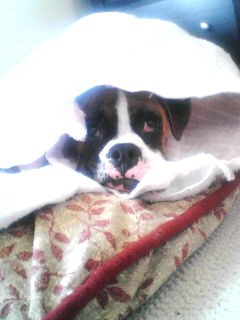 Peek a boo