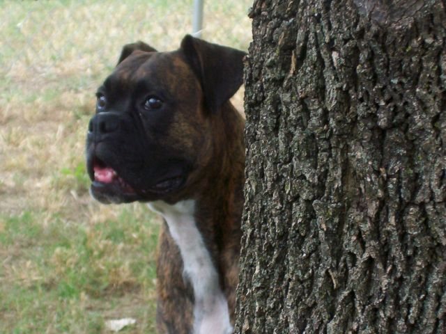 peek a boo