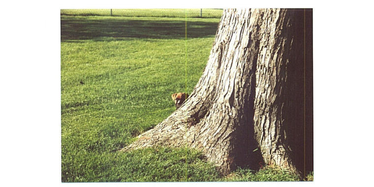Peek A Boo