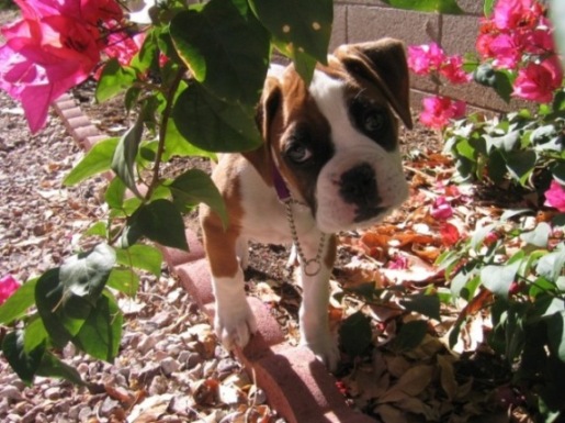 Peek-a-Boo