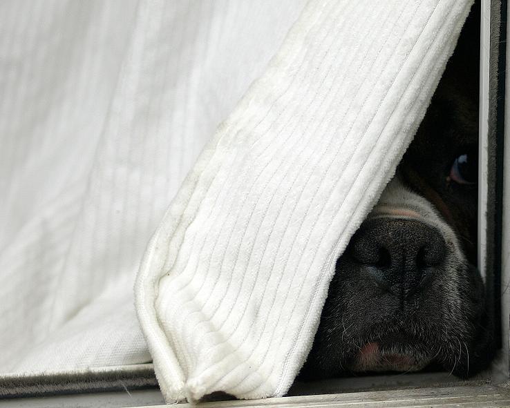 Peek A Boo