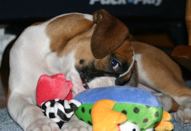 peekin over her frog