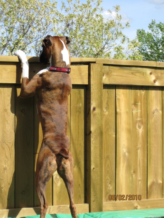 peeking over fence