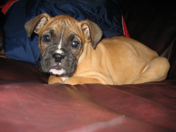Penny, 7 Weeks Old, 2nd Day Home