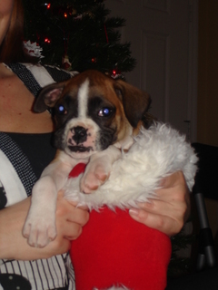 Penny in Stocking