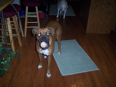 Penny with her chocolate ball.