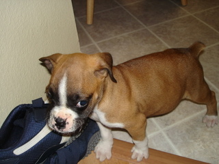Penny