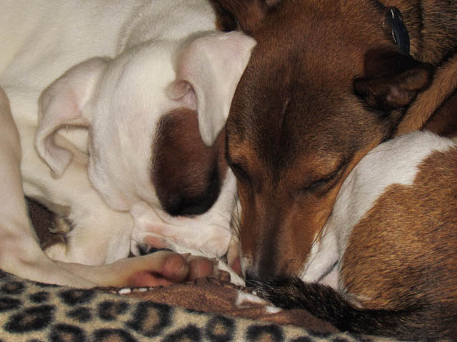 Pennyroyal & Dobby Sleeping