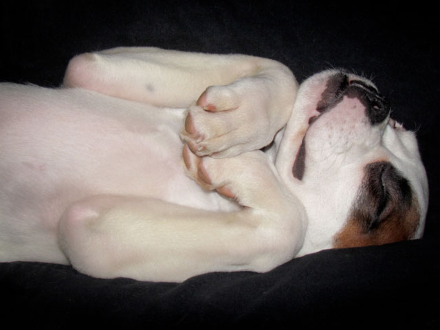 Pennyroyal sleeping