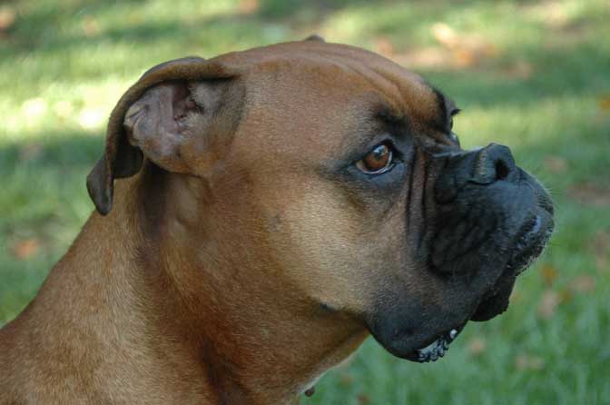 Pensive Gus