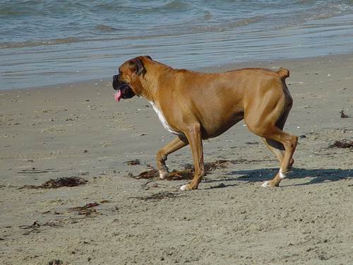 Pepper at the beach.