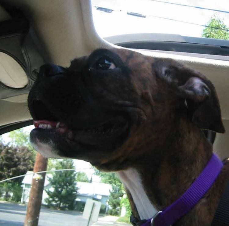 Pepper the Navigator!