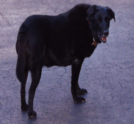 Pepper's last photo
