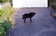 Pepper's last photo