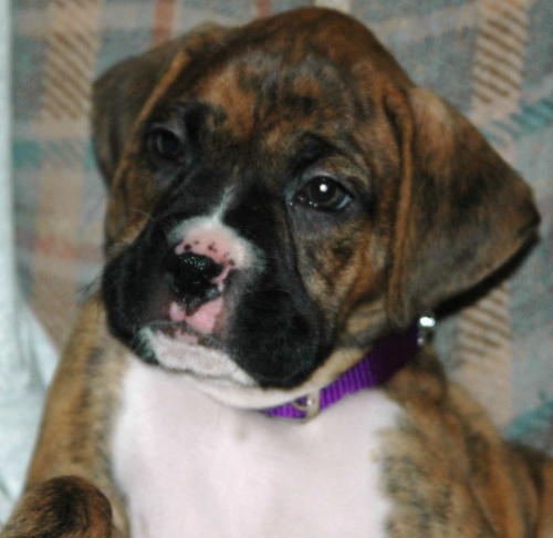 peppy girl