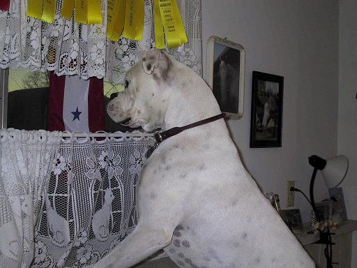 Perched on the Window