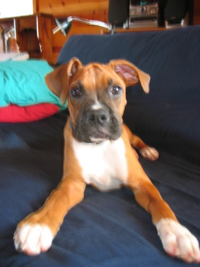 Perfect pup?