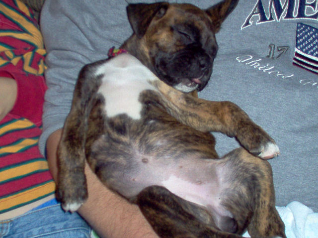 Perfect puppy contentment