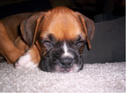 Perfect puppy - Darlin
