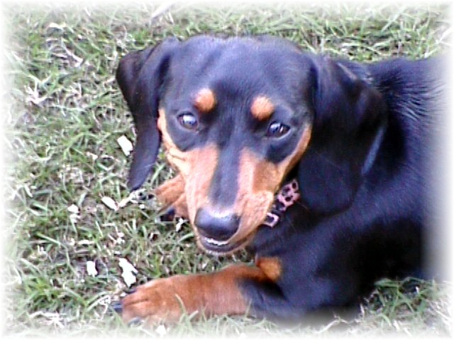 Petals - our dachshund @ 1 year...