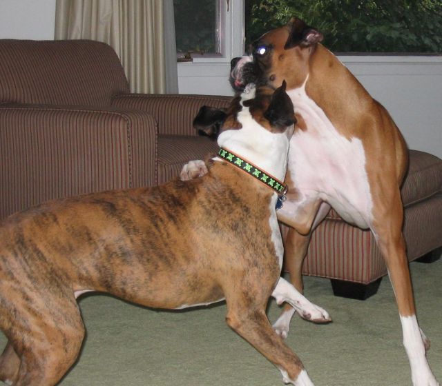 Pete and Cousin Brutus