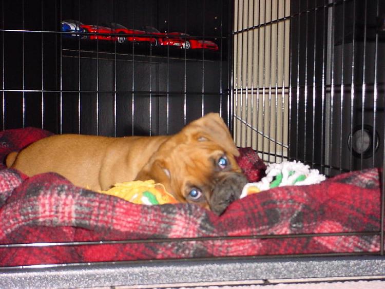 Pete in his crate.