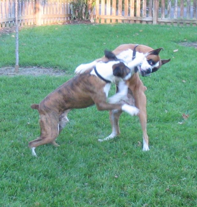 Pete lands left jab on Riggs