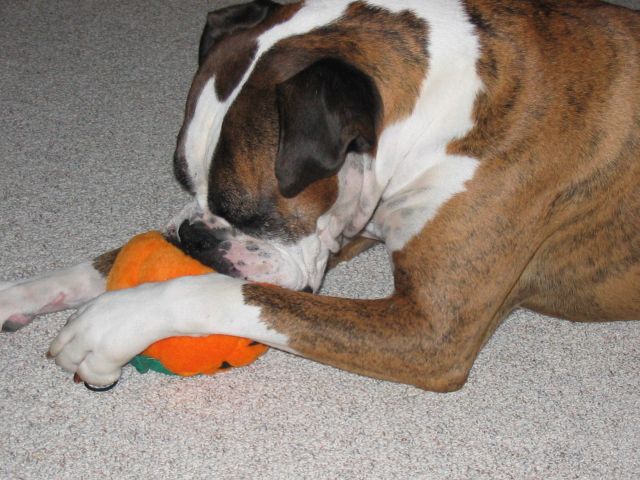 Pete plays rough with Pumpkin