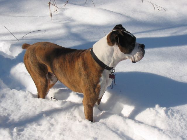 Pete up to his knees in 1st snow of year