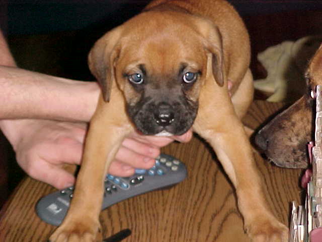 Petey as a pup