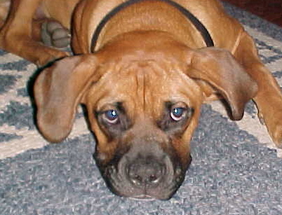 Petey at 6 mos.