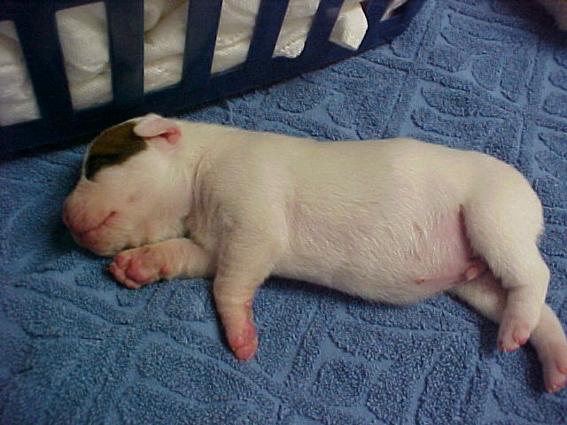 Petey One Day Old!!!!