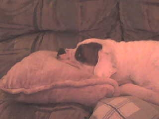 Petey's pillow