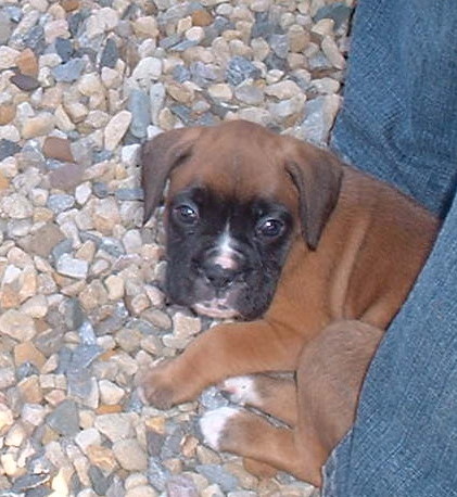 Petra 7 Weeks Old