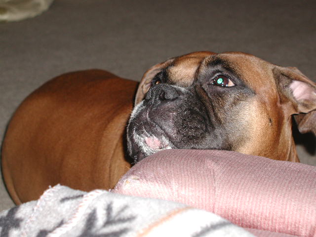 pets_2_019