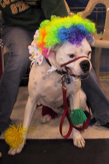Petsmart Costume Contest
