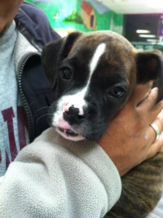 Petunia 2 months