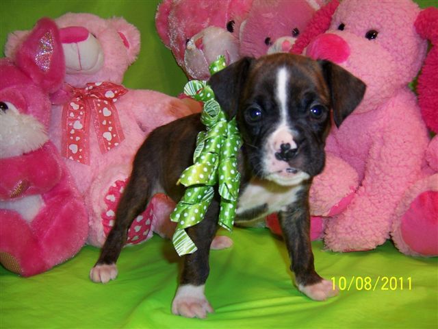 Petunia around 1 month