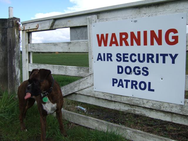 Pfft.. what security dogs.