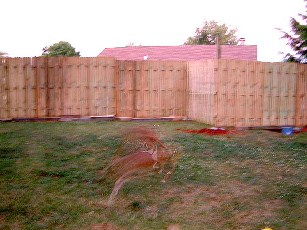 Phantom Dogs invasion 2!