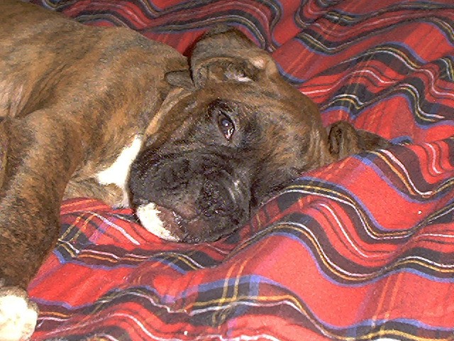 Pharoah snoozing
