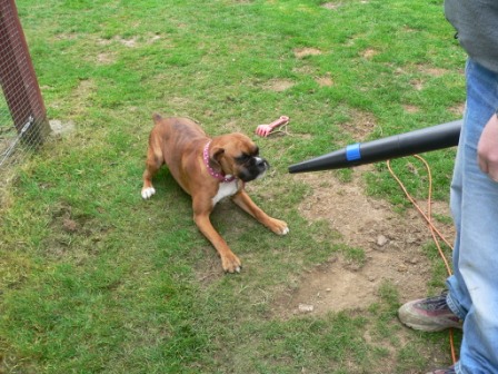 Phoebe and the leaf blower