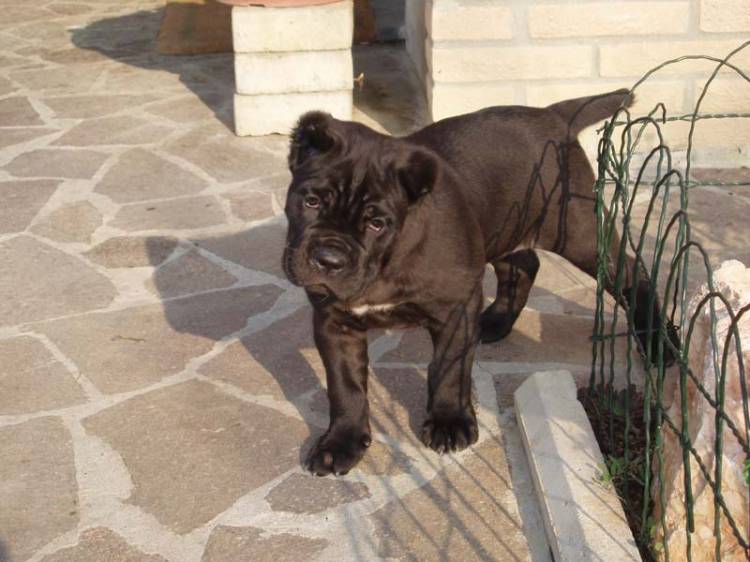 Phoebe at 7 weeks