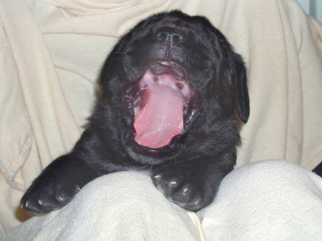 Phoebe at two weeks