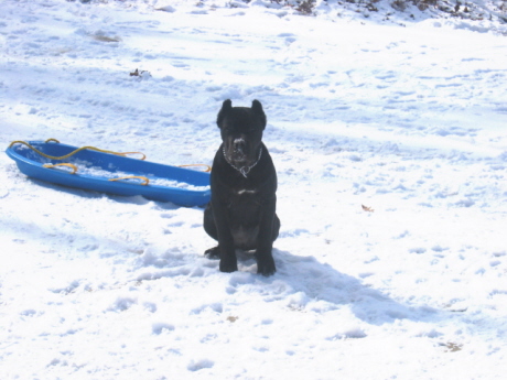 Phoebe in the Snow