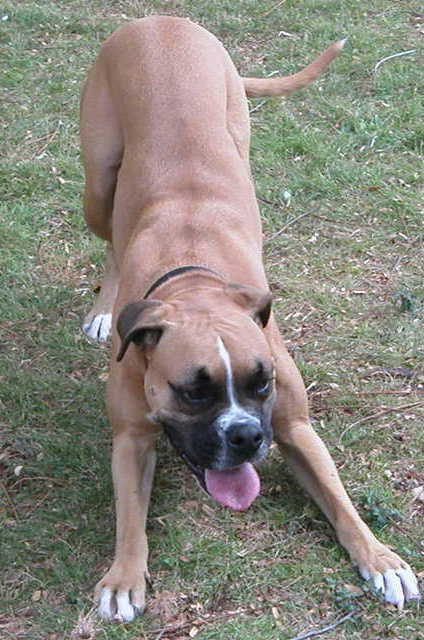 Phoebe in the yard