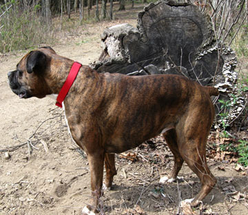 Phoebe on a hike