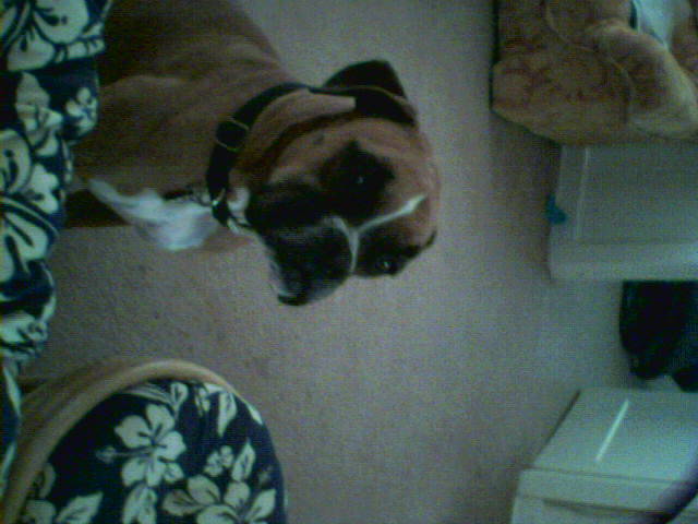 Phoebe