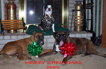 PIC_1_XMAS_2006_DOGS