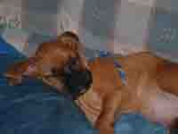 pic_for_boxerworld